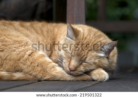 Domesticated Orange Tabby cat sleeping outside on wood patio deck