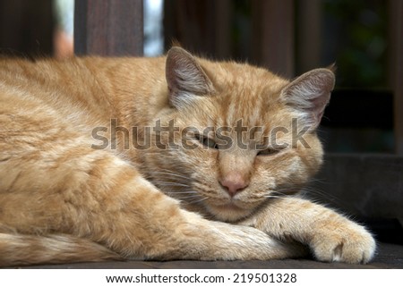 Domesticated Orange Tabby cat sleeping outside on wood patio deck looking briefly then back to his nap