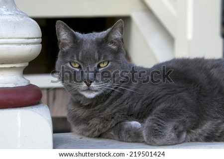 Domesticated grey cat sitting on the front porch bannister. The Chartreux is a rare breed of domestic cat from France recognized by a number of registries around the world.