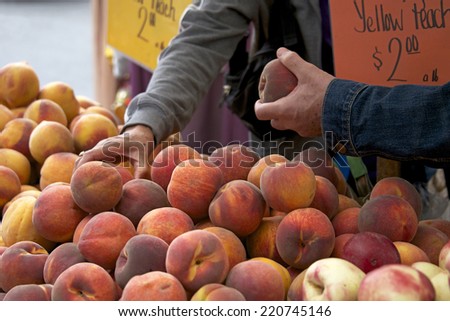 Local farmers market fresh peaches and nectarines, man and woman hands inspecting fruit to purchase