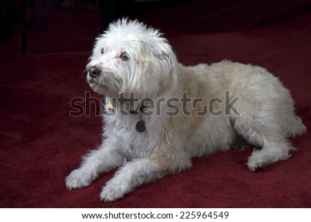 Maltese mix dog on dark red maroon carpet