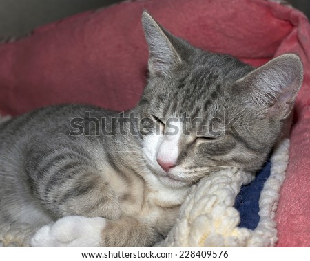 Grey and white tabby kitten sleeping on sheep skin in a pink bed