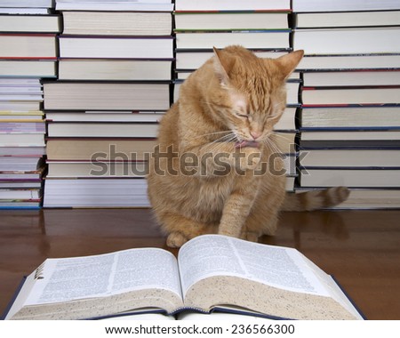 Orange Tabby Cat appearing to read a book with piles of books in the background. Stopped reading to wash his paw.