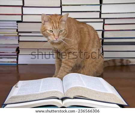 Orange Tabby Cat appearing to read a book with piles of books in the background. Intent look appears to be concentrating