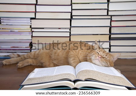 Orange Tabby Cat appearing to read a book with piles of books in the background. gave up and is now sleeping on the book