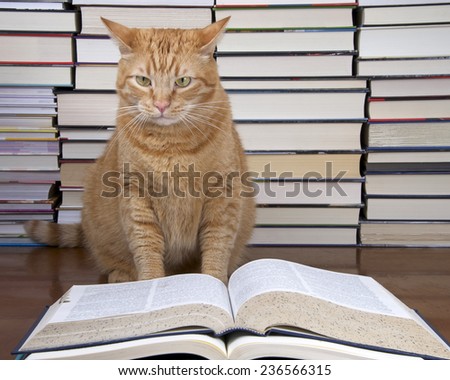 Orange Tabby Cat appearing to read a book with piles of books in the background. perplexed confused frustrated appearance