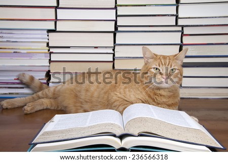 Orange Tabby Cat appearing to read a book with piles of books in the background. Looks thoughtful or like he\'s thinking about what he had seen