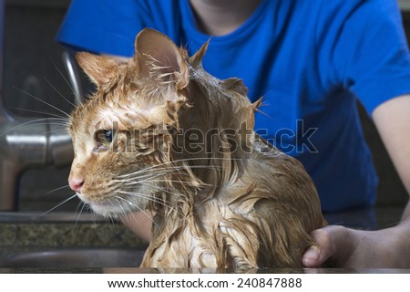 Orange Tabby Cat getting a flea bath in the sink