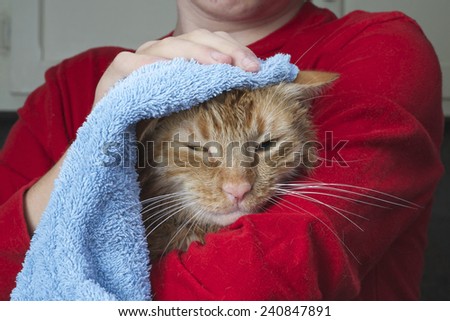 Orange Tabby Cat being towel dried after a flea bath