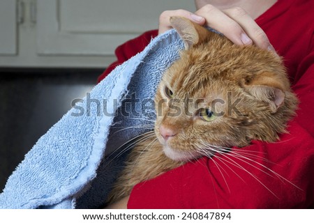 Orange Tabby Cat being towel dried after a flea bath