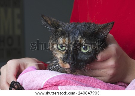 Torbie Tourteshell cat being towel dried after a flea bath
