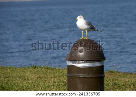 California Gull on a trash can next to the ocean. They will scavenge through garbage ripping trash apart making a mess that can pollute our coastal waters. Importance of placing trash in the can.