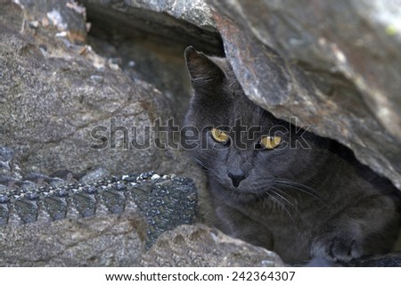 Stray or Feral grey Chartreux cat hiding in the rocks at the beach. Trap-neuter-return programs help keep the feral cat population down.