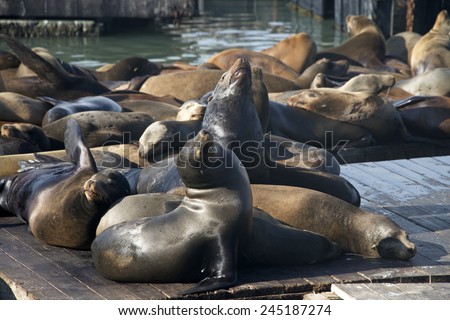 Sea Lions sunning resting on floating platforms near the docks at Pier 39 in San Francisco. Vocalizing barking at each other to mark their territory on the platform.