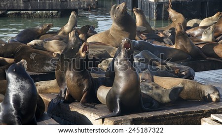 Sea Lions sunning resting on floating platforms near the docks at Pier 39 in San Francisco. Vocalizing barking at each other to mark their territory on the platform.