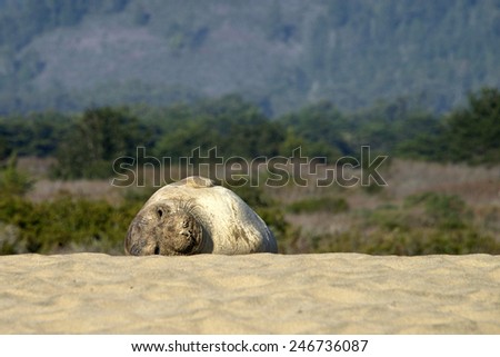 Elephant Seal male yearling resting on a secluded beach hill top after being chased away by older males. Looking tired and sad isolated from the rest of the colony