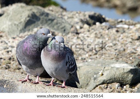 Male pigeon on the left and female pigeon on the right,  courting. Mating season. Pigeons and doves constitute the bird class Columbidae. They feed on seeds, fruits, and plants.
