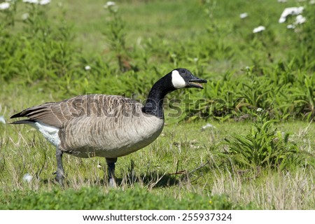 Canada Goose walking and honking in an attempt to chase off other geese in the area
