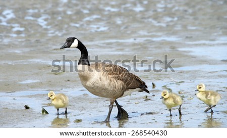Female Canada goose, scientific name Branta canadensis, teaching her goslings how to find food along the drying up coastal wetland in California.