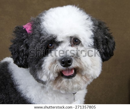 black and white poodle mix recently groomed with pink bows in hair wearing a collar with ID tags sitting on a brown sofa - close up with tongue showing