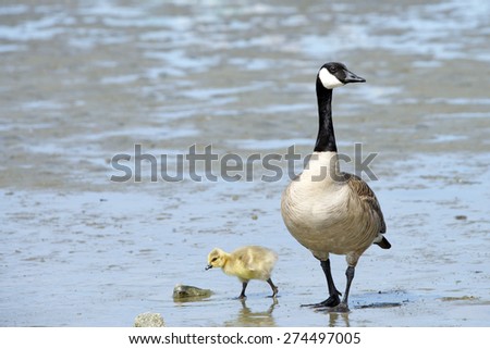Female mother Canadian goose walking with her young goslings, showing them how to find food, goslings following mom
