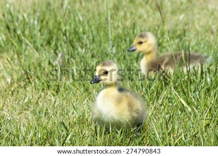 Days old gosling chicks walking through grass looking for bugs to eat. Curious about their surroundings, exploring.