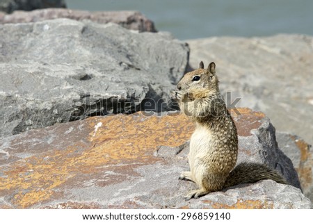 Ground Squirrel on Coastal Rocks Sitting up standing eating while keeping a watch out for danger. Both front paws at the mouth