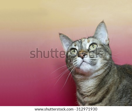 brown and white tabby cat with light green and yellow eyes on a pink and yellow background looking up and to the side