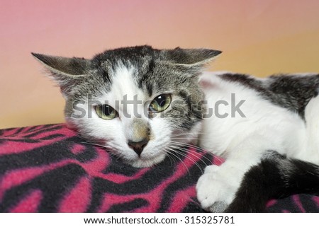 Terrified scared cat hugging her bright neon pink zebra stripped fuzzy blanket