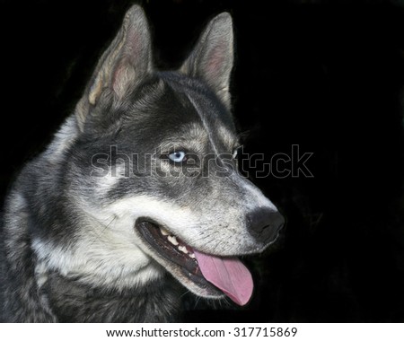 Siberian Husky domestic dog with blue eyes isolated on black background mouth open teeth and tongue showing