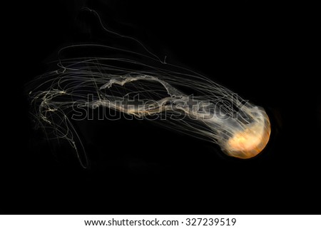 Illuminated jellyfish on black dark background. Jellyfish have a gelatinous umbrella shaped bell and trailing tentacles. The bell can pulsate for locomotion, stinging tentacles used to capture prey.
