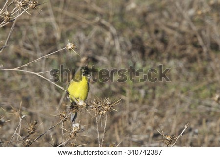 Lesser Goldfinch bird eating from milk thistles dried up from drought