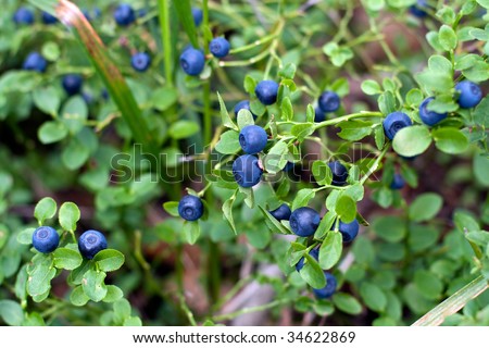 Bilberry, wood berry