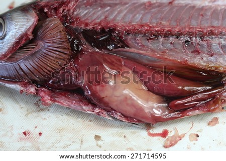 Organs of tuna fish