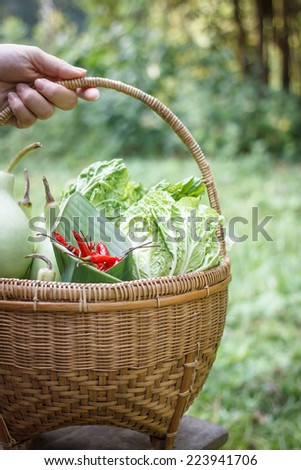 basket of vegetable put in garden