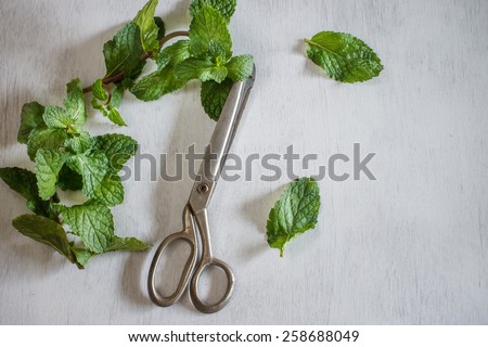 Organic mint fresh from garden with old scissor put on vintage white table ingredient for cook