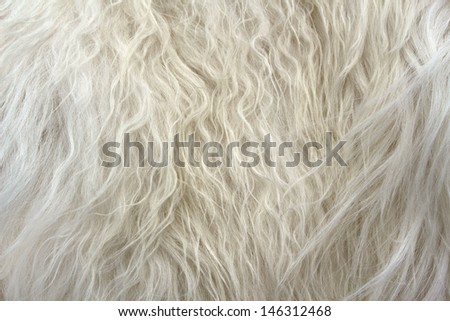 White fur texture