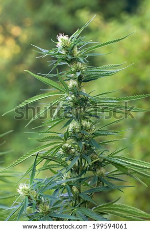 Marijuana plant at flowering stage