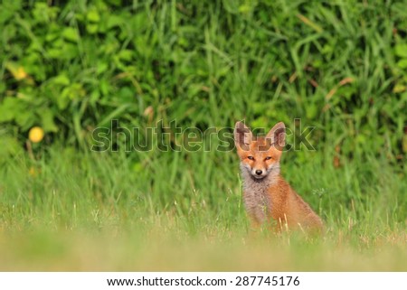 Red fox cub sitting in a grass and looking at the camera