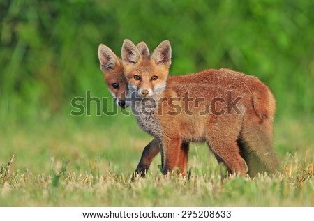 Two wild red foxes in a field