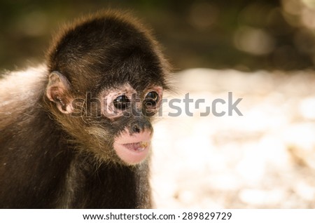 Baby monkey staring into space