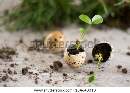 Sprout, egg, ground, Birth of Life