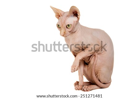 cat a sphinx on a white background in studio