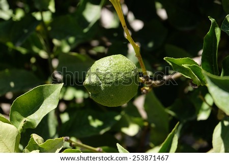 green lemons hanging on tree lemon tree fruit