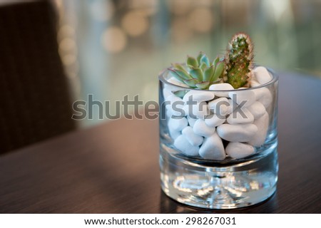 Miniature cactus succulent plant in a glass vase with white gravel. Selective focus