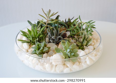 Miniature cactus succulent plant in a glass vase with white gravel