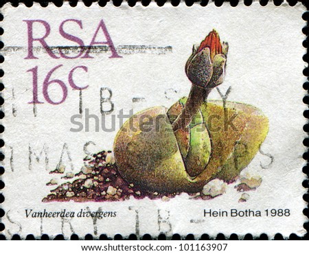 SOUTH AFRICA - CIRCA 1988: A stamp printed in the South Africa shows Vanheerdea divergens, circa 1988