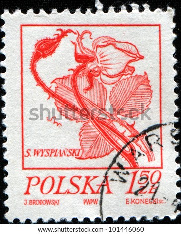 POLAND - CIRCA 1974: A stamp printed in Poland shows Rose, Drawings by S. Wyspianski., circa 1974