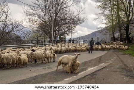 KVEMO MLETA, GEORGIA - April 29, 2014: sheep  on Cross Pass on Georgian Military Road in Kvemo Mleta
