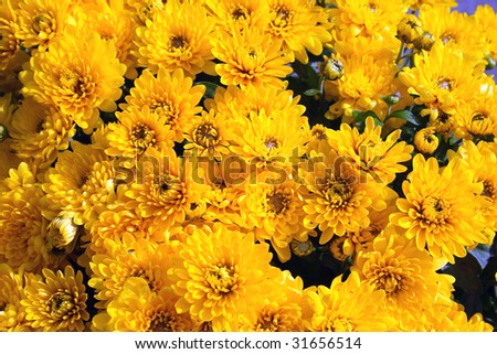 yellow flowers background. stock photo : yellow flowers